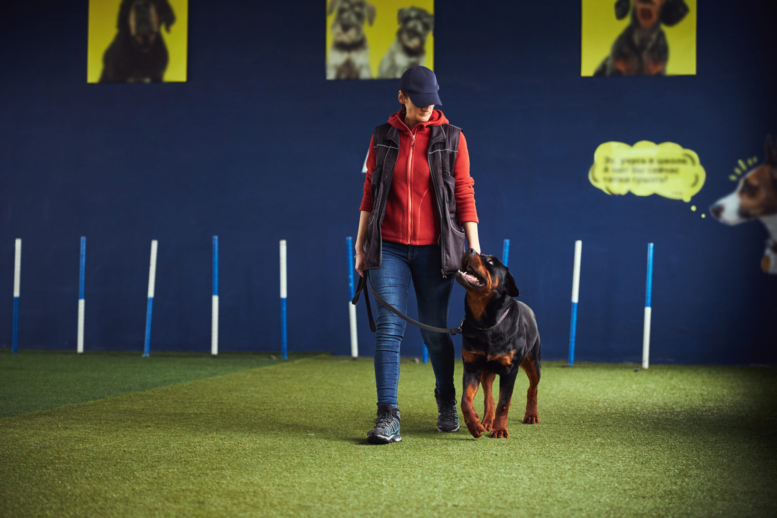 Experienced female dog handler leading an obedient black and mahogany Rottweiler on a loose leash during the training session